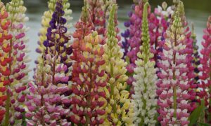 Lupinus